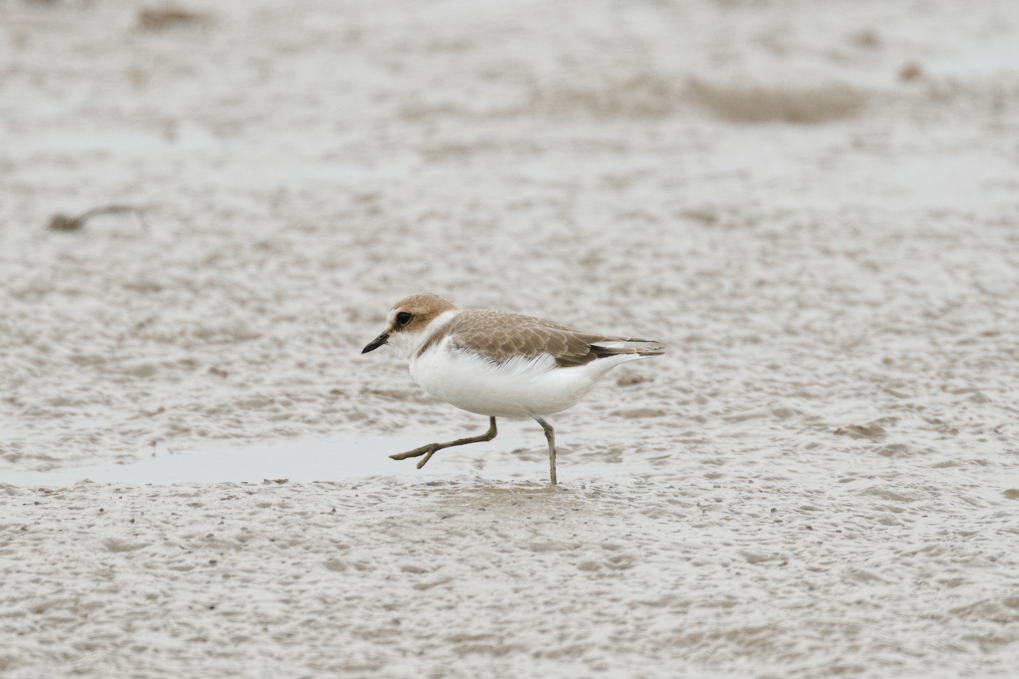Kentish Plover