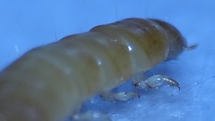 Ulomoides dermestoides