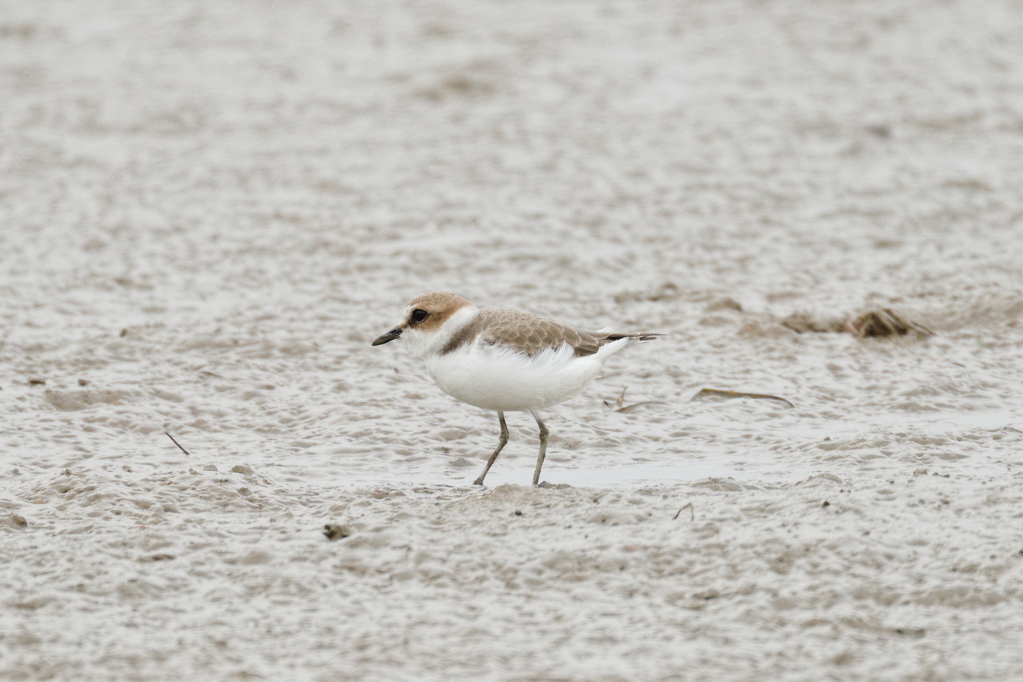 Kentish Plover