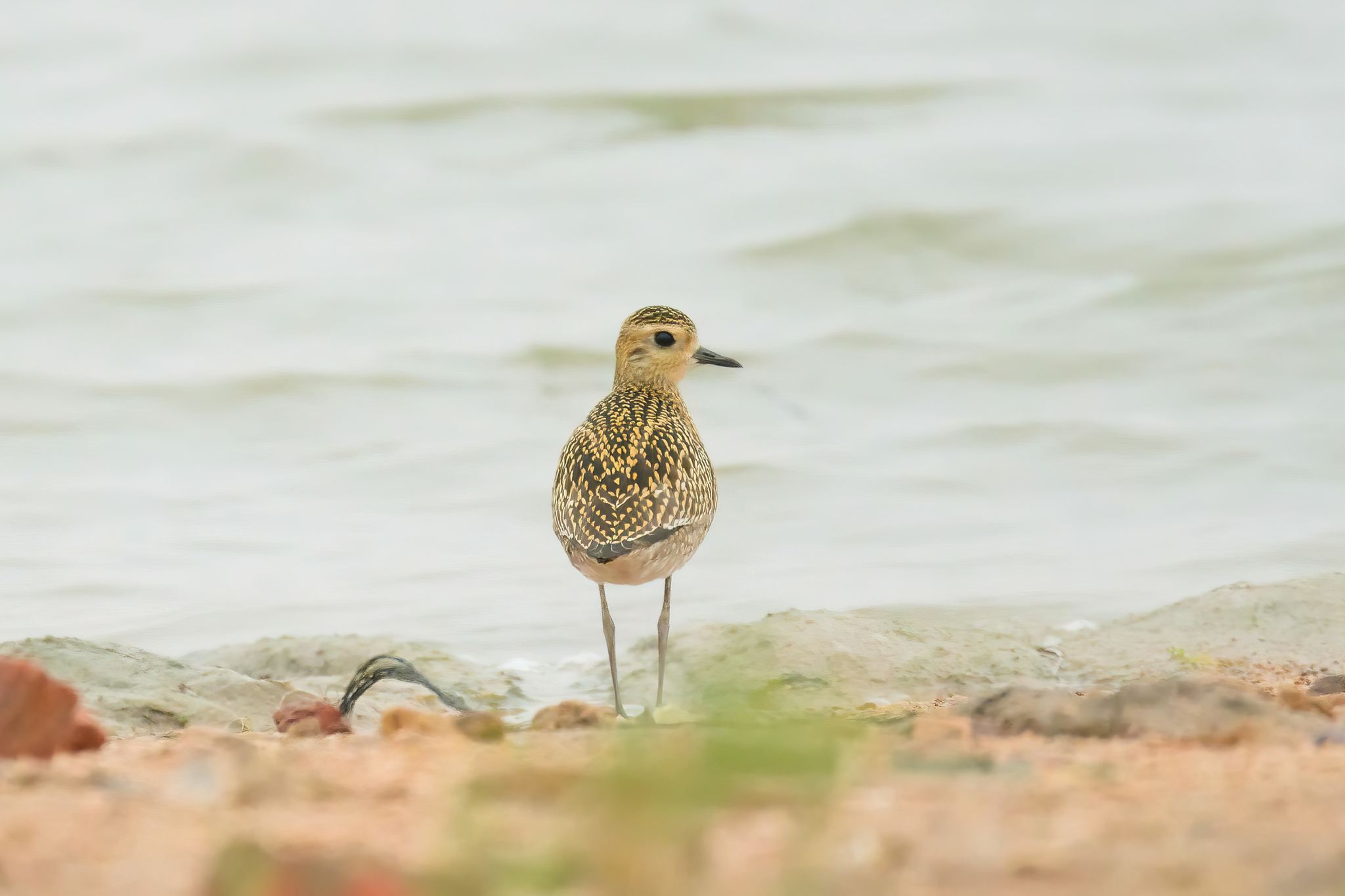 Pacific Golden Plover
