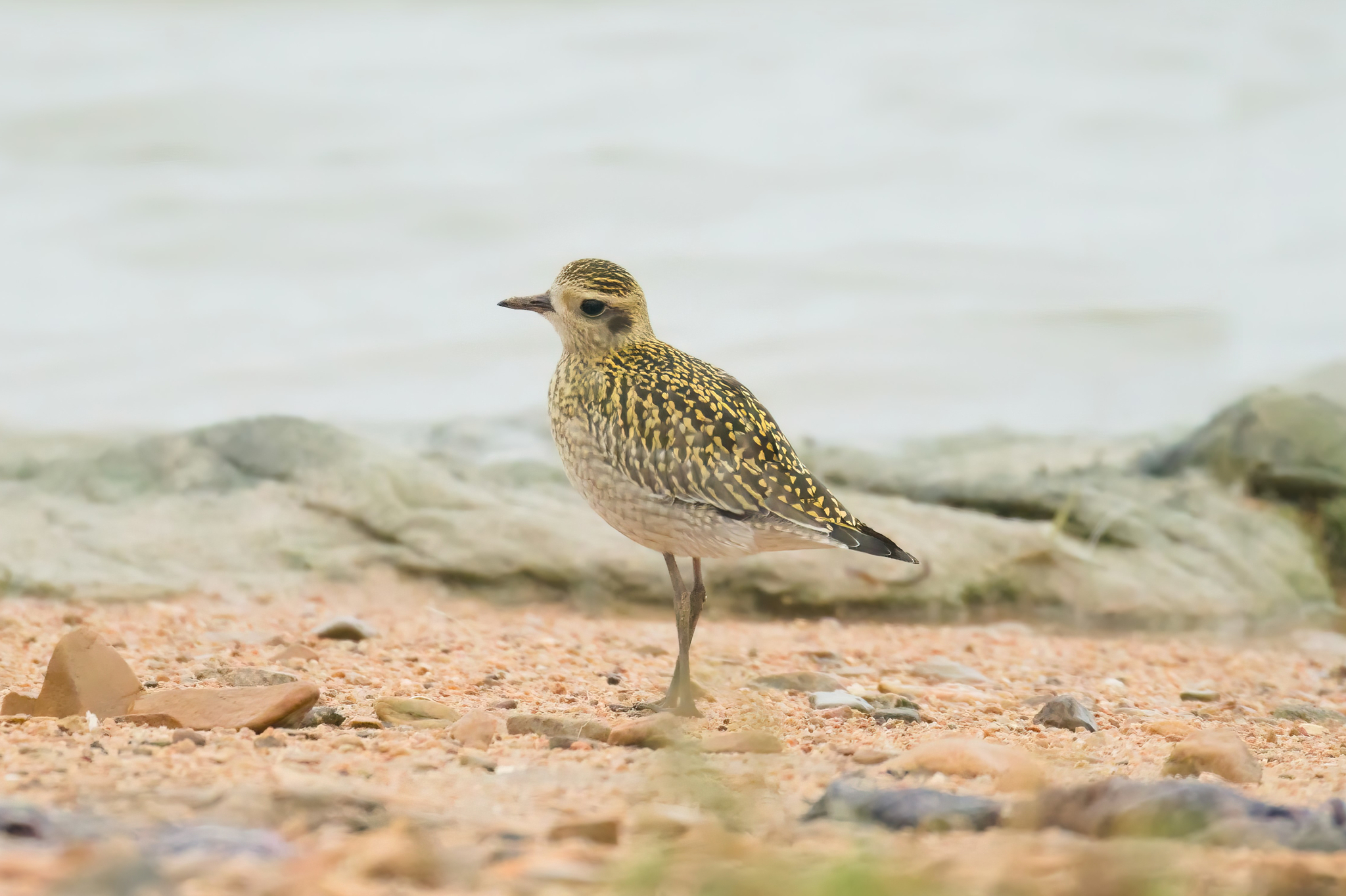 Pacific Golden Plover