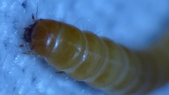 Ulomoides dermestoides