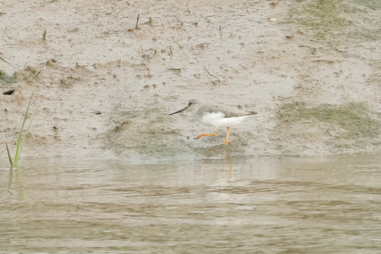 Terek Sandpiper