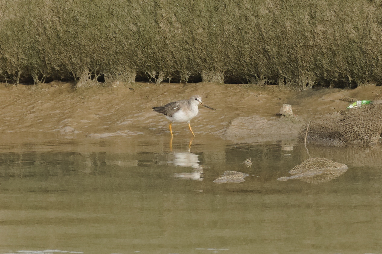 Terek Sandpiper