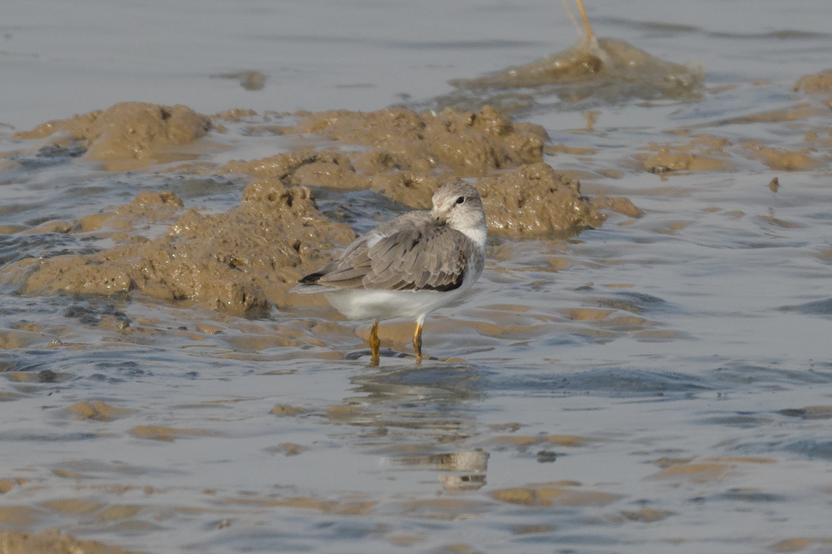 Terek Sandpiper