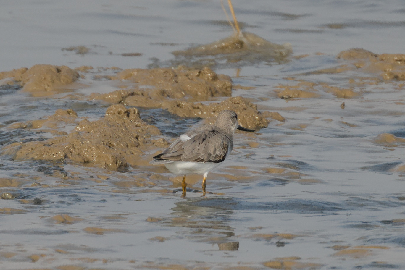 Terek Sandpiper