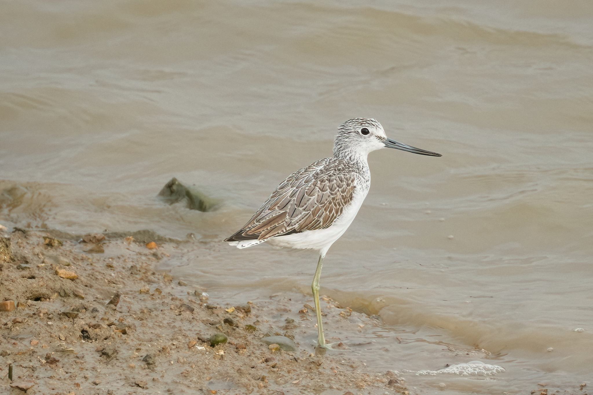 Common Greenshank