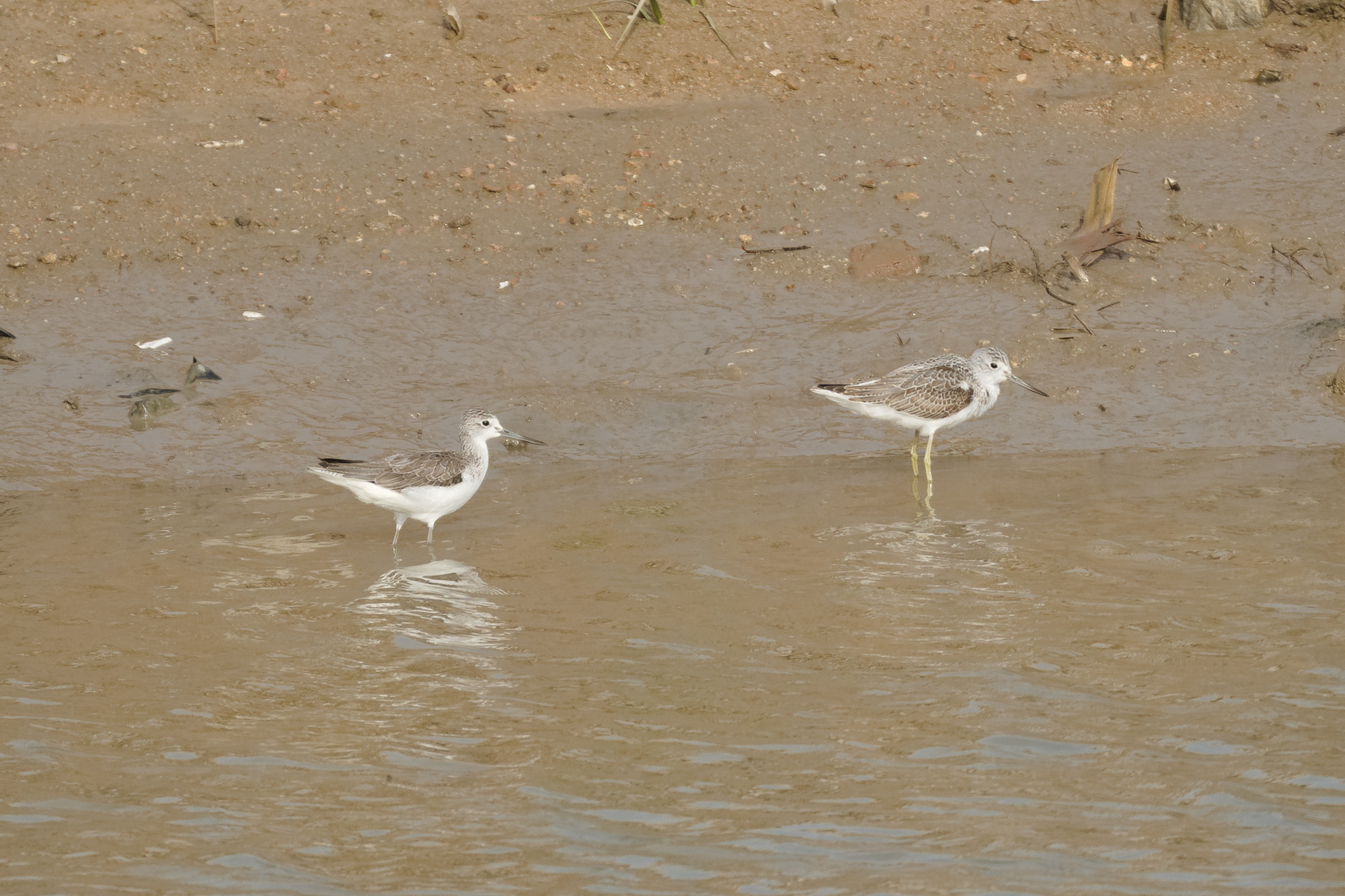 Common Greenshank