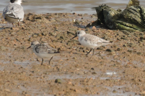 Sanderling