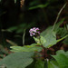 Pericallis multiflora - Photo (c) Amanhuy Duque y Andrea Castro,  זכויות יוצרים חלקיות (CC BY-NC), הועלה על ידי Amanhuy Duque y Andrea Castro