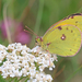 Danube Clouded Yellow - Photo (c) Christoph Moning, some rights reserved (CC BY), uploaded by Christoph Moning