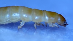 Ulomoides dermestoides