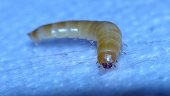 Ulomoides dermestoides