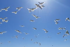 Ichthyaetus relictus