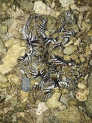 Heteractis aurora