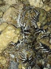 Heteractis aurora