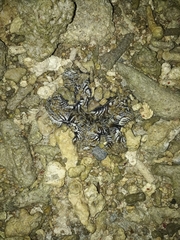 Heteractis aurora