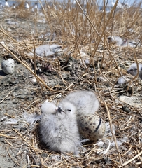 Ichthyaetus relictus