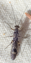 Zapada