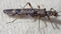 Zapada