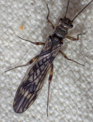 Zapada