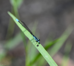 Acanthagrion