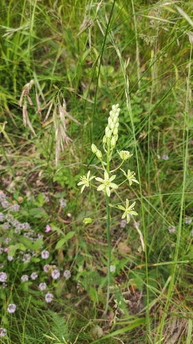 Image of Ornithogalum pyrenaicum by (c) Andrea Mologni, some rights reserved (CC BY-SA)