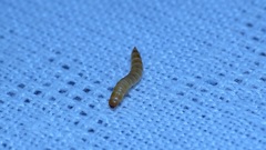 Ulomoides dermestoides