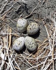 Recurvirostra avosetta