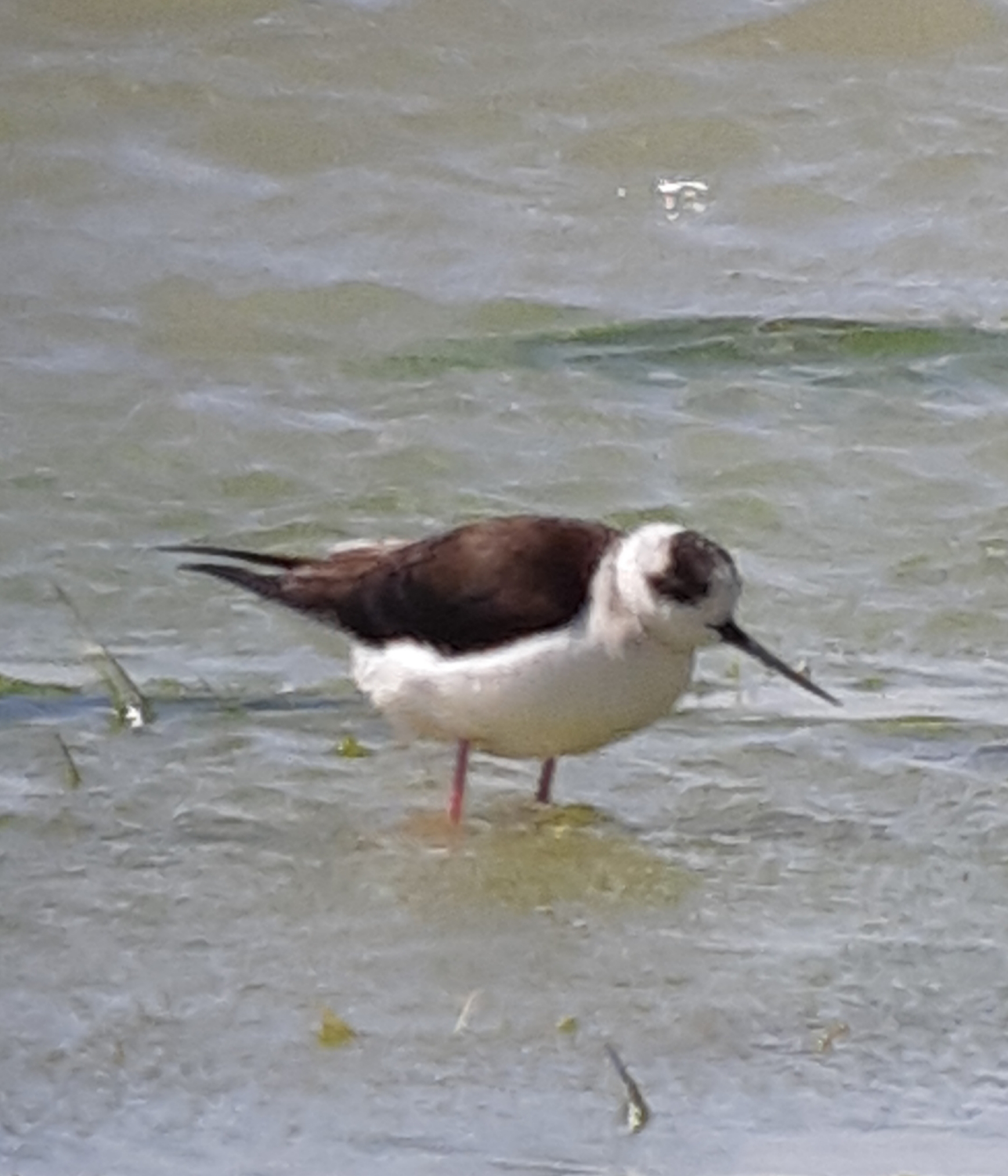 Black-winged Stilt