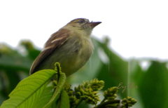 Tyrannidae