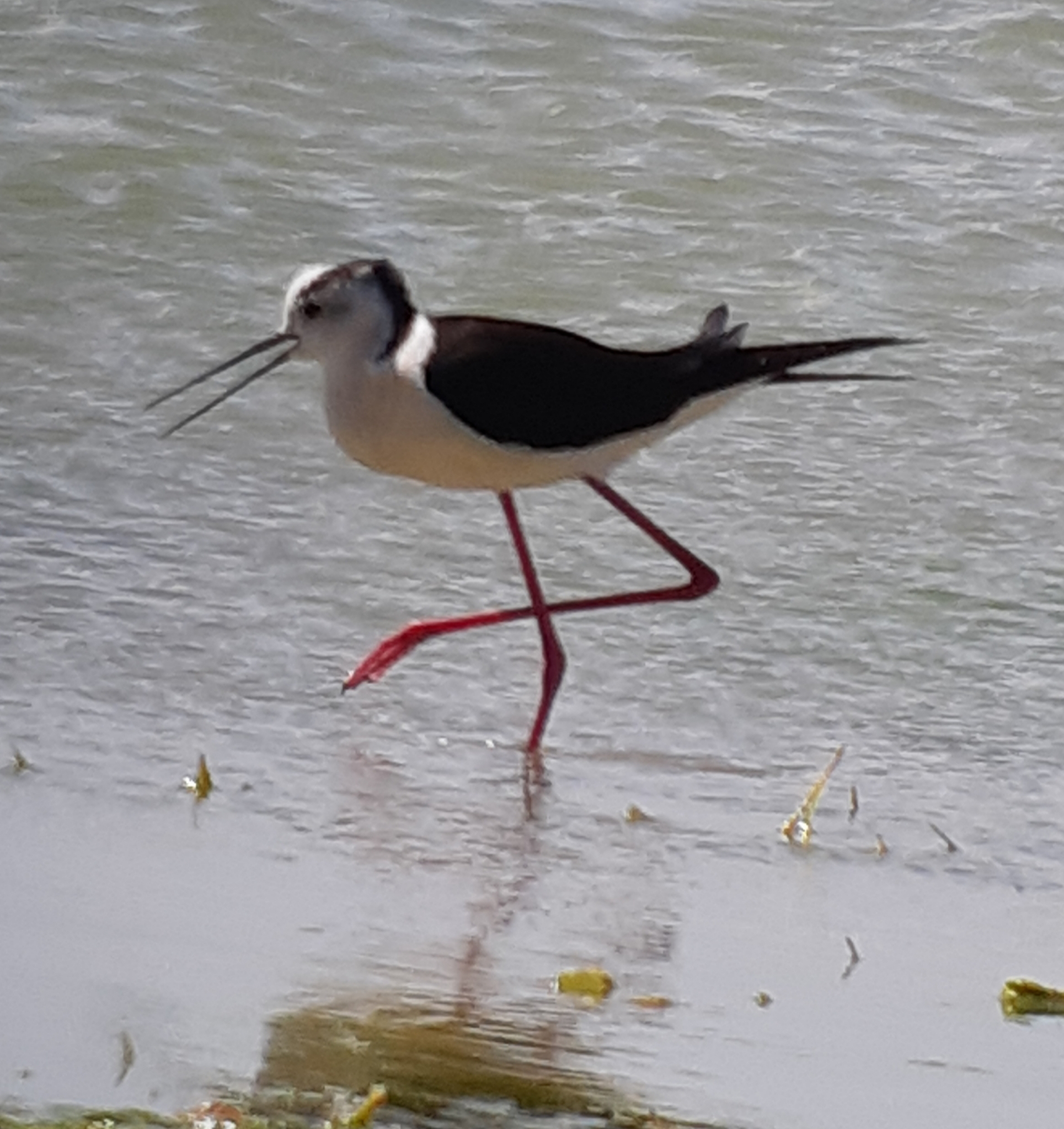 Black-winged Stilt