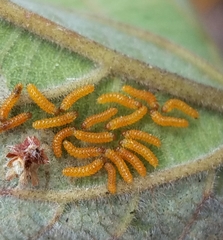 Halysidota cinctipes