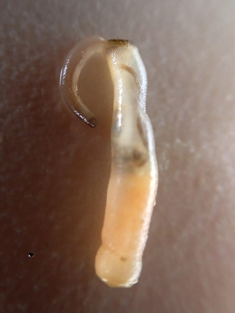 Aspidosiphon elegans