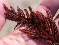 Neoptilota densa