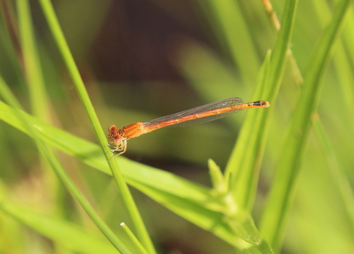 Eastern Red Damsel photo 3