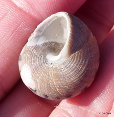 Calliostoma gloriosum