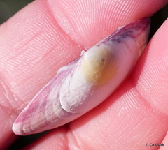 Semele rubropicta