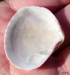 Semele rubropicta