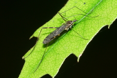 Amphineurus bicinctus