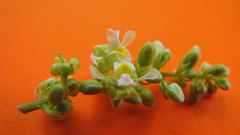 Trigonia nivea pubescens