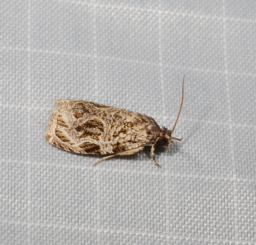 Phaecasiophora leechi from Lantau Island, Hong Kong on June 23, 2024 at