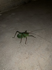 Paracyrtophyllus robustus