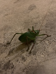 Paracyrtophyllus robustus