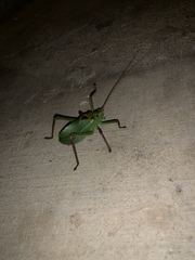 Paracyrtophyllus robustus