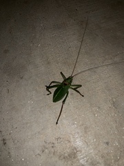 Paracyrtophyllus robustus