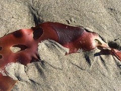 Pachymenia