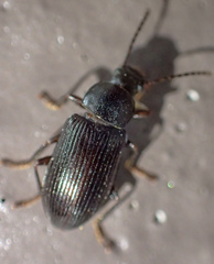 Helopini