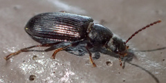 Helopini