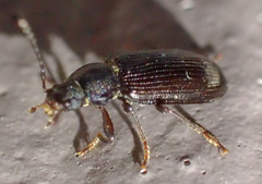 Helopini